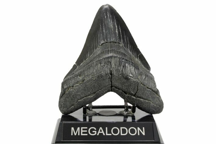 Fossil Megalodon Tooth - South Carolina #365733